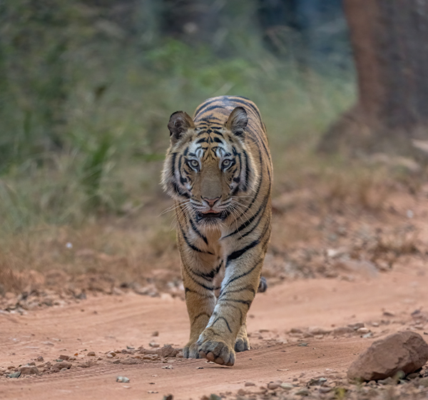 Royal Bengal Tiger